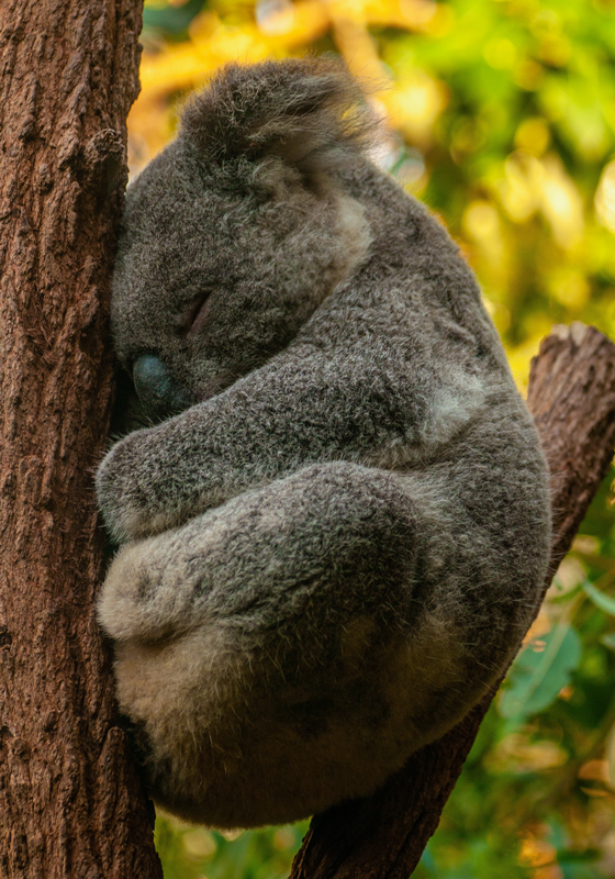 Koala spící Plakát do ložnice teenagera - TenStickers