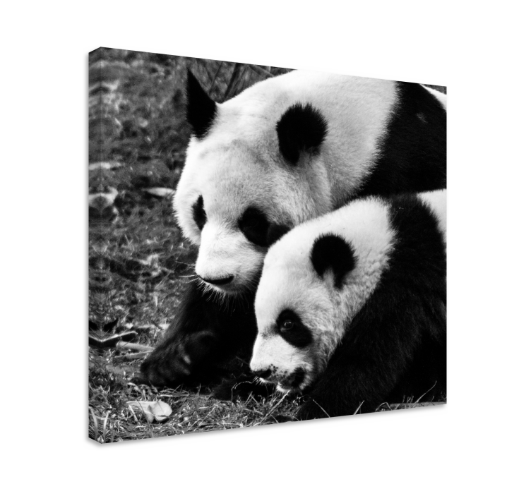 Matka a dítě panda zvířecí obrazy na plátně - TenStickers