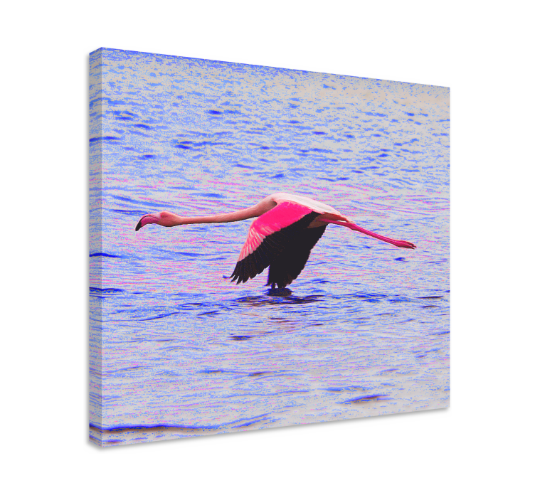 Obraz ryby plameňáka ve vzletu - TenStickers