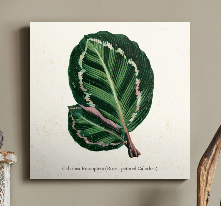 Ilustrace list calathea Obraz rostlin - TenStickers