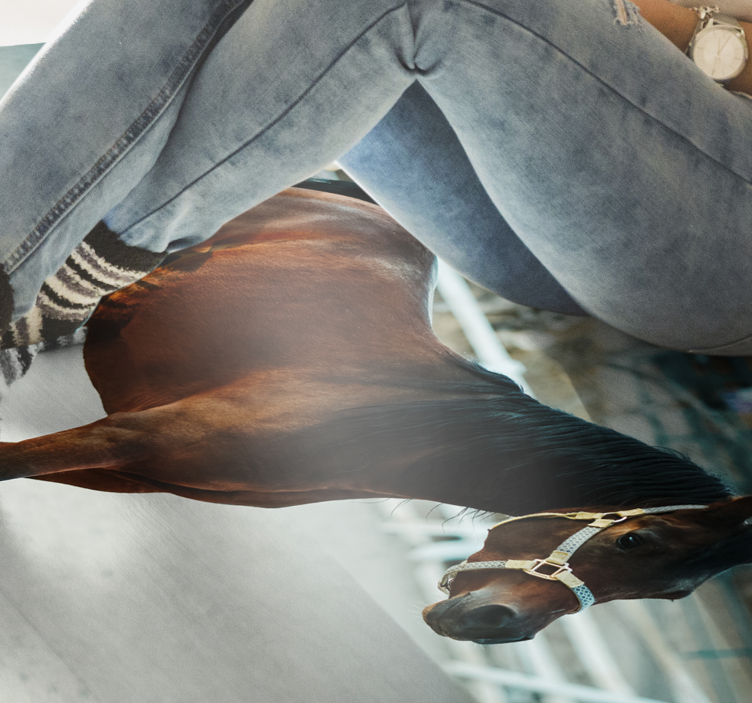 Portrét majestátního koně Zvířecí vinylový koberec - TenStickers