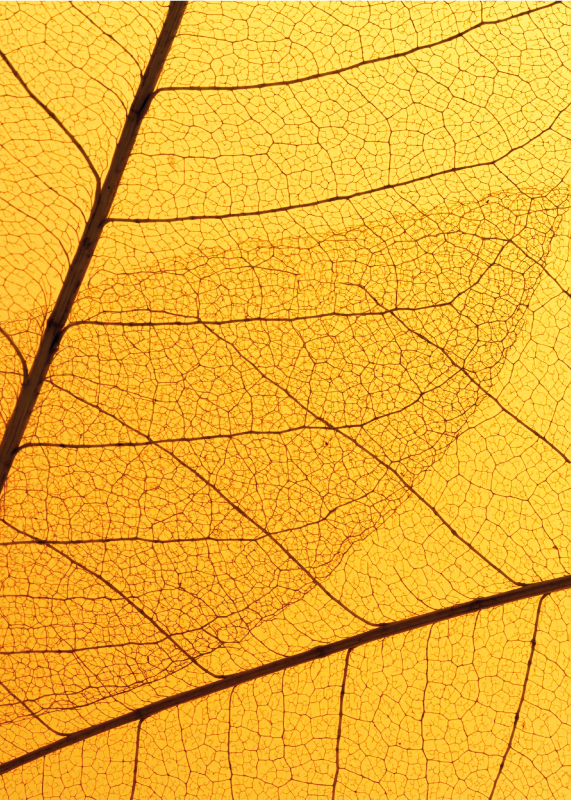 Botanický listový design Žlutý vinylový koberec - TenStickers