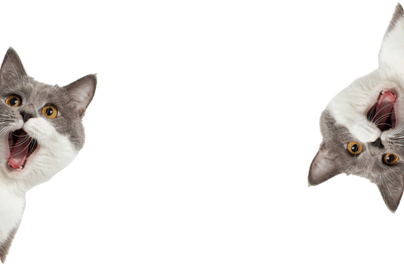 Zvířecí vinylový koberec kočka špehující na bílém pozadí - TenStickers