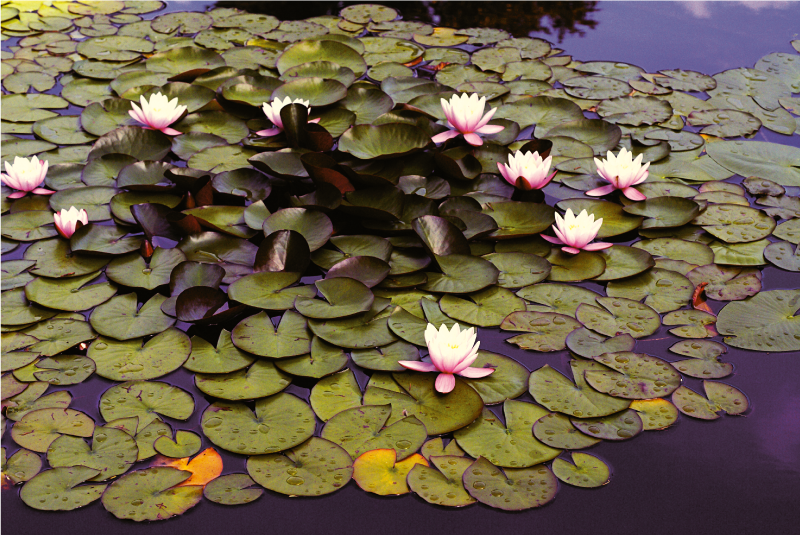 Vinylový koberec s květinami a rostlinami krásy leknínů - TenStickers