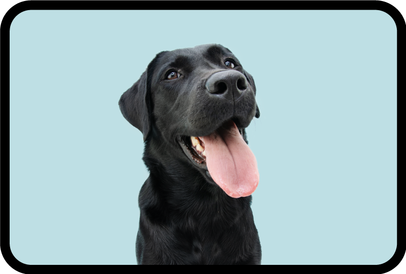 Usměvavý pes roztomilý zvířecí koberec - TenStickers