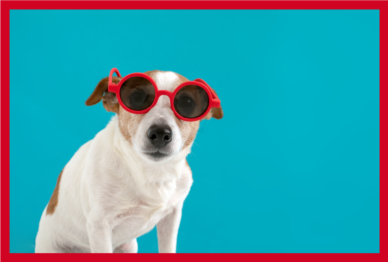 Elegantní portrét psa Zvířecí vinylový koberec - TenStickers