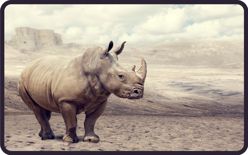 Majestátní scéna nosorožce Zvířecí vinylový koberec - TenStickers