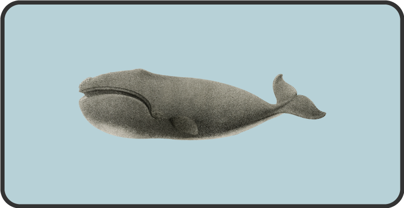 Silueta velryby Zvířecí vinylový koberec - TenStickers