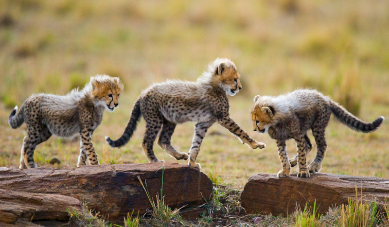 Zvíře roztomilý gepard mláďata zvířecí koberec - TenStickers