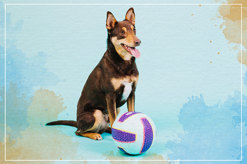 Hravý psí společník Zvířecí vinylový koberec - TenStickers