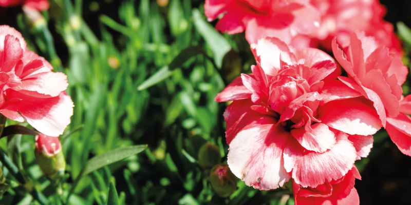 Krásné hřebíček detailní květinový koberec - TenStickers