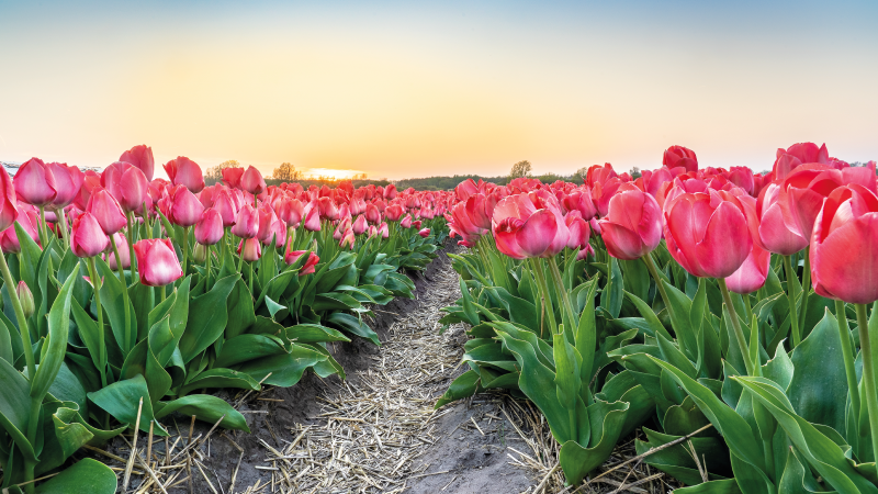 Vinylový koberec s květinami a rostlinami tulipánové pole - TenStickers