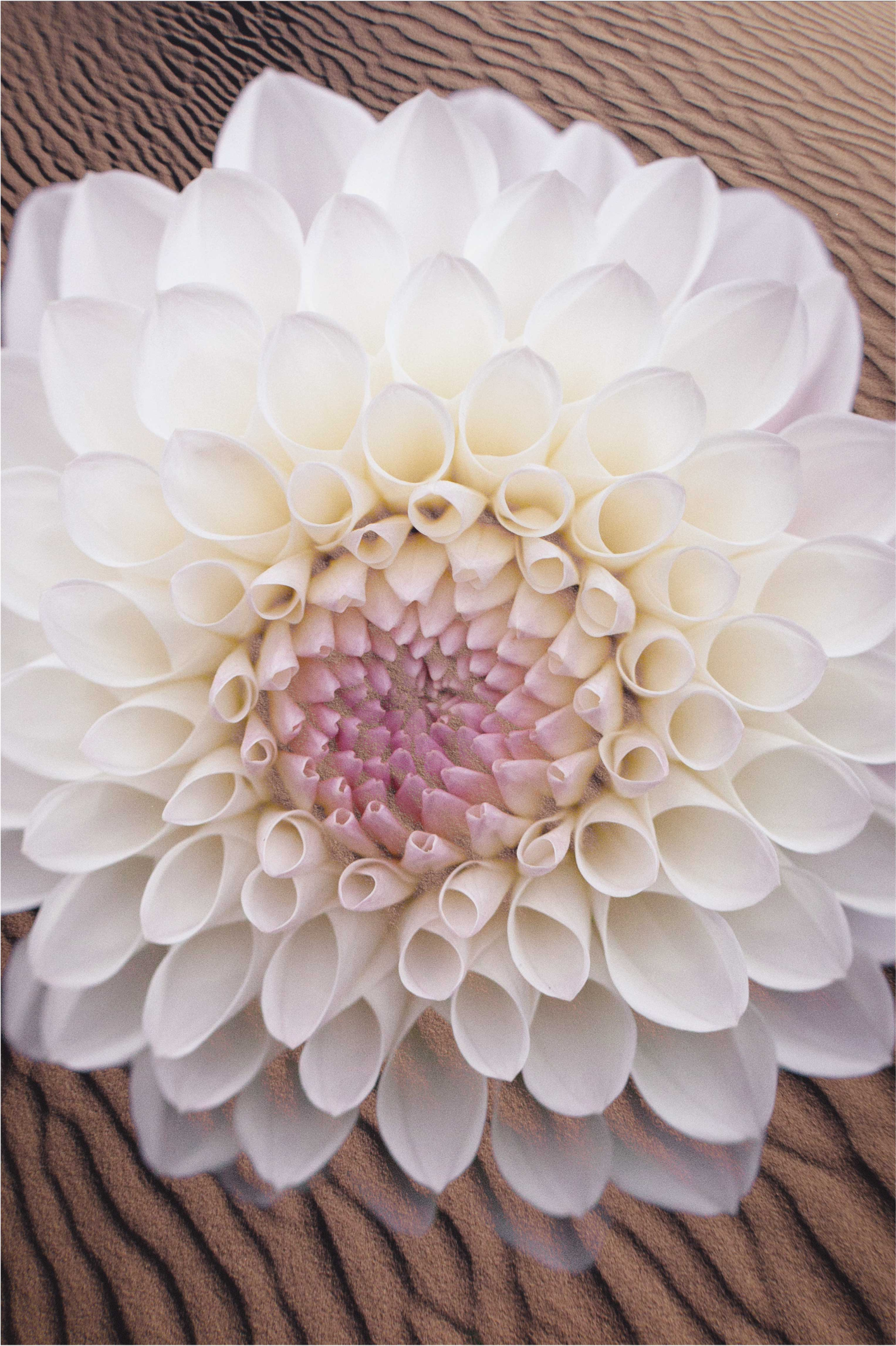 Vinylový koberec s květinami a rostlinami v harmonii - TenStickers