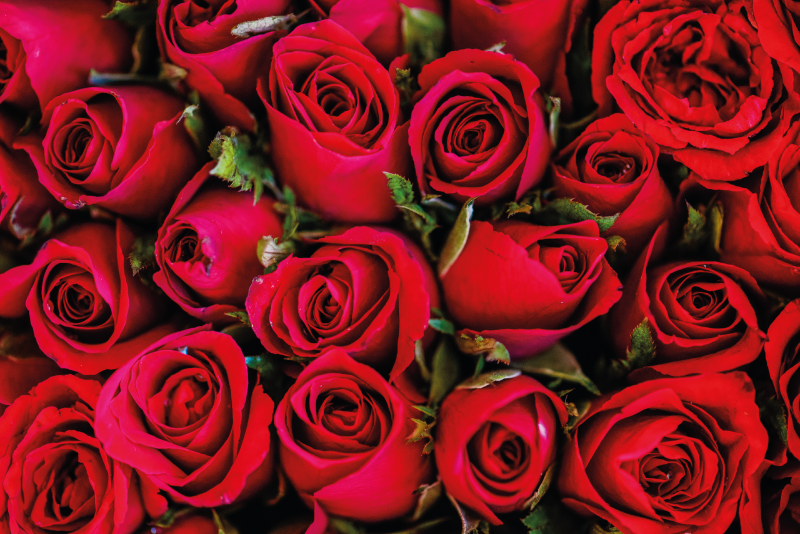 Vinylový koberec vzor červené růže - TenStickers