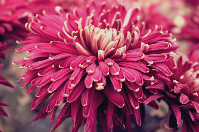 Vinylový koberec s květinami a rostlinami chryzantéma - TenStickers