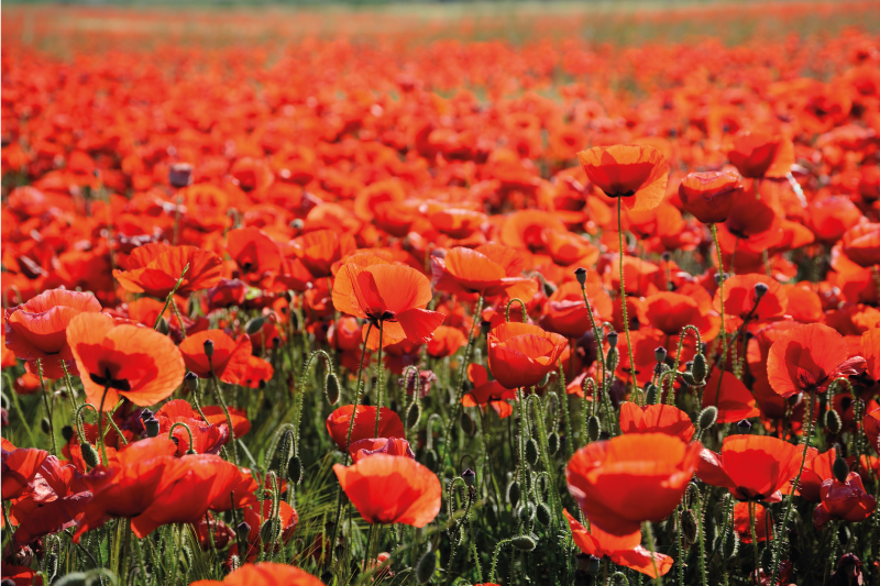 Pole květů máku květinový koberec - TenStickers