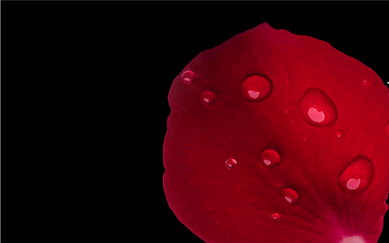 červený okvětní lístek s kapkou vody květinový koberec - TenStickers