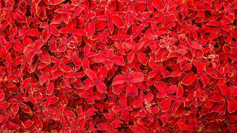 Okvětní lístek vzor Červený vinylový koberec - TenStickers